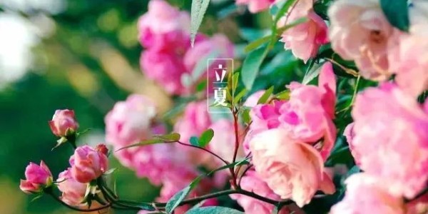 今日<i style='color:red'>立夏</i>丨春藏夏長，愿你生如夏花，熱烈絢爛,一路芬芳！